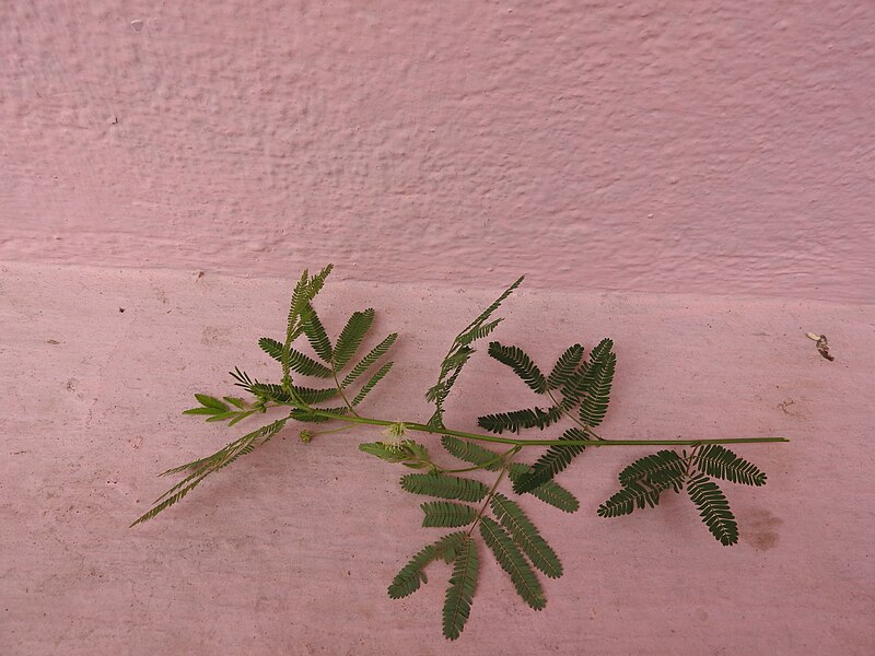 File:Desmanthus virgatus-2-selvapuram-coimbatore-India.jpg