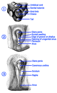 Glans penis - Wikipedia