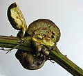 Raspberry gall made by Diastrophus nebulosus, larvae inside gall