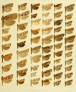 <i>Pelochrista decolorana</i> Species of moth