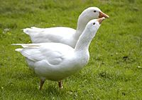 Diepholzer Gans