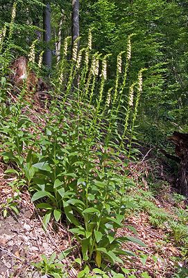 Yellow foxglove (Digitalis lutea)