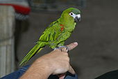 Parrots, like this red-shouldered macaw, can be taught many tricks, such as perching on a finger. Diopsittaca nobilis -pet-2.jpg