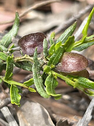 <i>Dodonaea camfieldii</i> Species of shrub