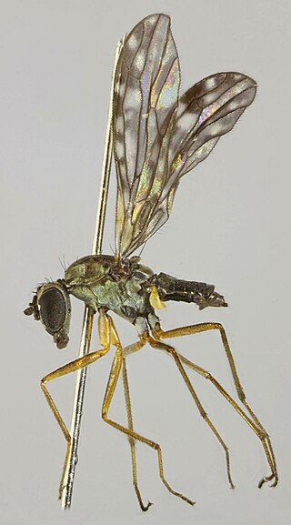 <i>Dolichocephala irrorata</i> Species of fly