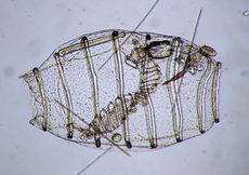 약 1.4mm 길이의 바다술통속(Doliolum) 미확인 종
