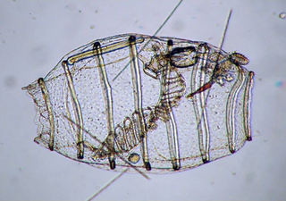 <span class="mw-page-title-main">Doliolida</span> Order of marine filter feeders