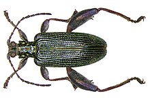 Donacia versicolorea (Brahm, 1790) самец.jpg