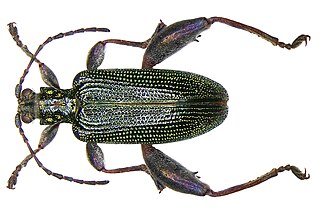 <i>Donacia versicolorea</i> Species of beetle