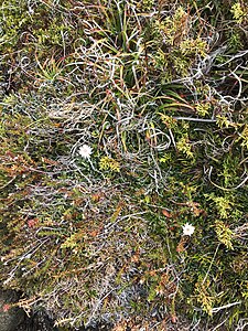 Photo showing the high floristic diversity of alpine microshrubbery. Mt Field National Park