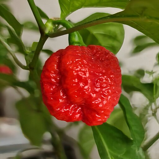 Dragon's Breath Pepper