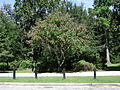 Drexel Park Golden Raintrees