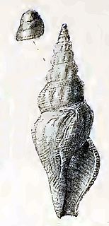 <i>Drillia macilenta</i> species of mollusc