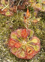 Miniatura para Drosera kaieteurensis