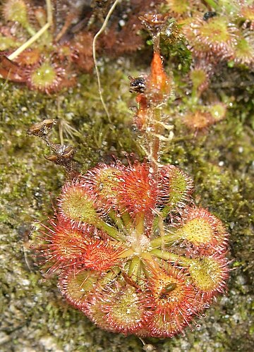 Drosera kaieteurensis