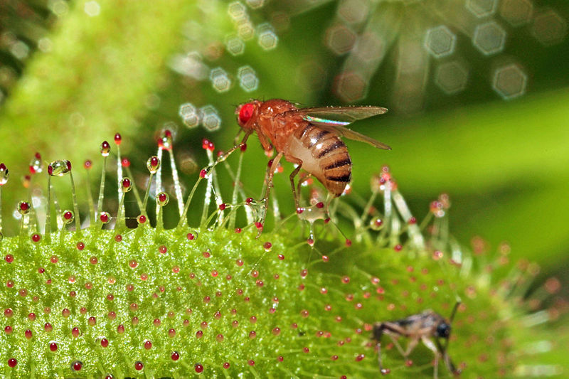 File:Drosophila melanogaster ♀ Melgen, 1830, Drosera capensis Linnaeus, 1753 1100.1.2171.JPG