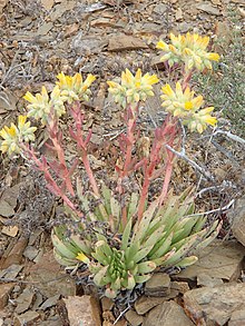 Dudleya linearis yang diimpor dari iNaturalist foto 63698566 pada 4 oktober 2021.jpg