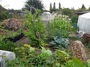 Allotments run by the London Borough of Hounslow