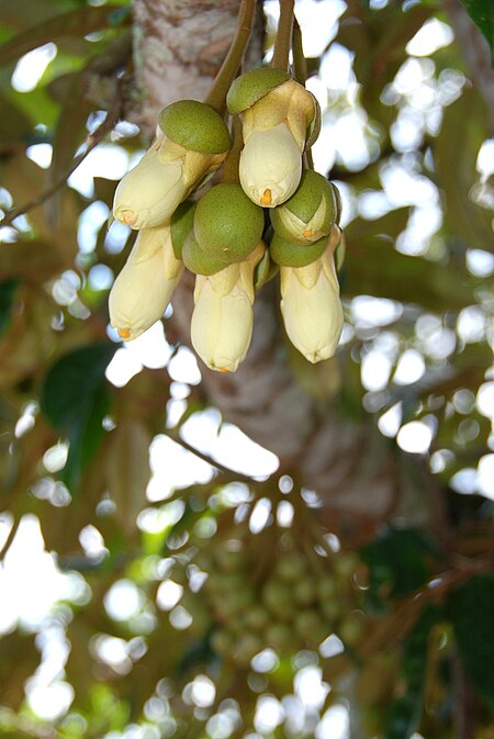 Durian flower.jpg