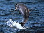 Dwarf sperm whale (NOAA Pitman) .jpg