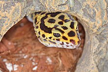 This user loves and breeds Leopard geckos