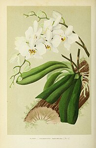 plate 34 Phalaenopsis grandiflora Phalaenopsis amabilis