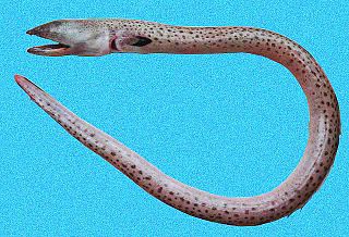 Stippled spoon-nose eel Species of fish