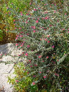 Echium angustifolium Habitus