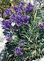 June 4: the bellflower Edraianthus horvatii