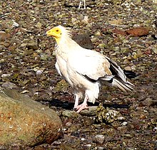 Egyptian Vulture - Flickr - gailhampshire.jpg