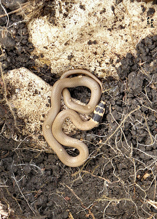 <i>Eirenis rothii</i> Species of snake