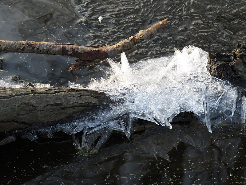 File:Eiskristalle am Baumstamm.jpg