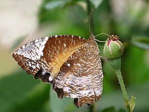 Elymnias hypermnestra race caudata (Common Palmfly), female