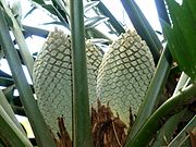 Encephalartos Altensteinii