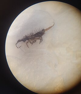 Entomobrya pulchella