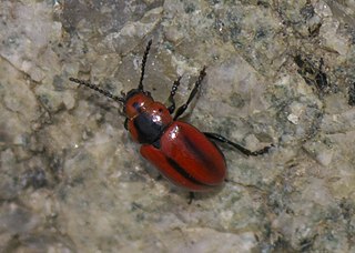 <i>Entomoscelis americana</i> Species of beetle