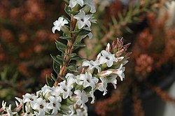 Epacris stuartii.jpg