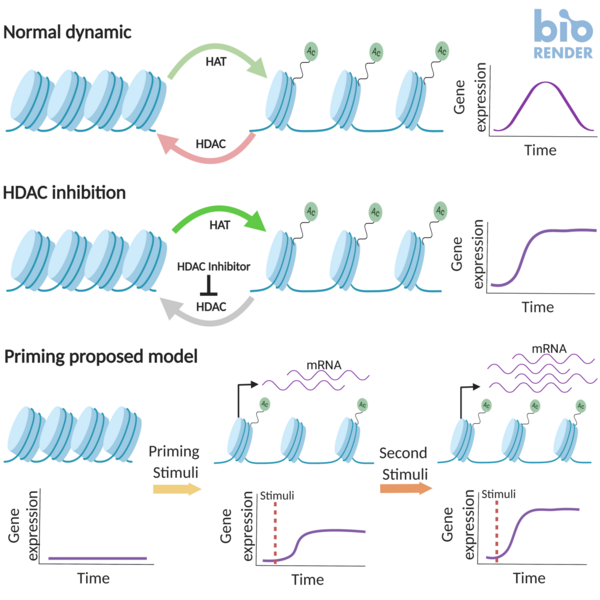 File:Epigenetic priming model.png