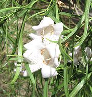 Eremophila bignoniiflora.jpg