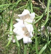 Eremophila bignoniiflora