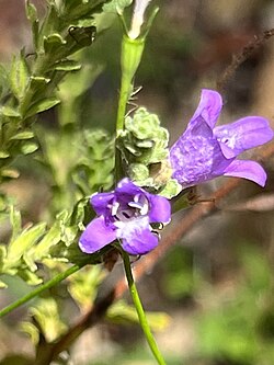 Eremophila koobabbiensis.jpg