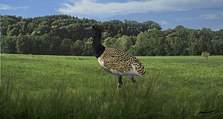 <span class="mw-page-title-main">Eogruidae</span> Extinct family of birds