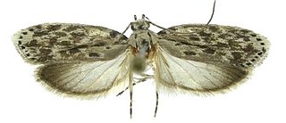 <i>Ethmia ehakernae</i> Species of moth