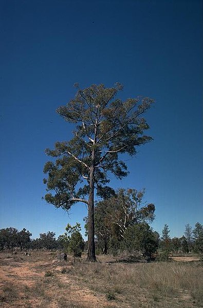 File:Eucalyptus mckieana.jpg