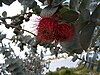 Eucalyptus rhodantha flower in Kings Park