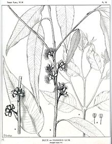 Illustration von Zweigen mit Laubblättern, Blütenständen, Früchten und Samen von Joseph Maiden aus „Forest Flora, N.S.W.“, Tafel 13