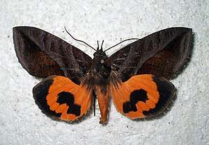 Eudocima serpentifera - Bolivia (North Yungas) - 2010 (5483485690).jpg