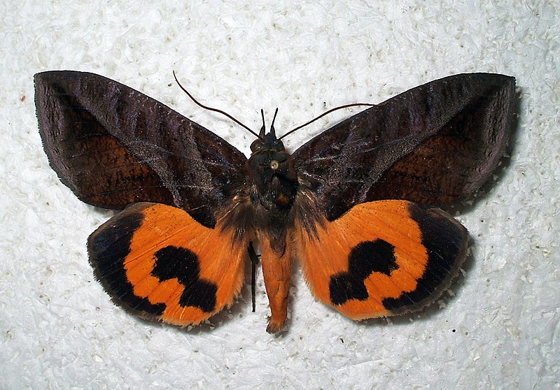 File:Eudocima serpentifera - Bolivia (North Yungas) - 2010 (5483485690).jpg