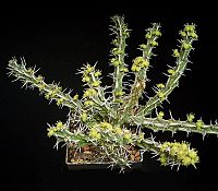 Euphorbia marsabitensis