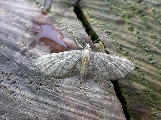 <i>Eupithecia haworthiata</i> Species of moth